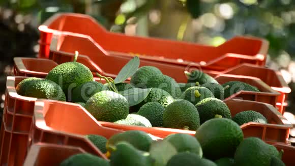 将鳄梨热带水果收集到丰收的盒子里视频的预览图