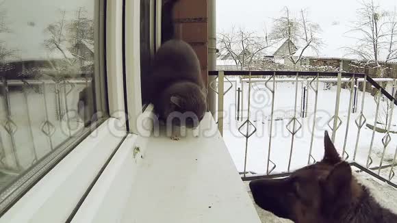 慢动作一只德国牧羊犬拿走了灰猫的食物视频的预览图