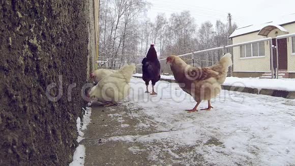 慢动作小鸡在雪地里啄食在冬雪中啄食的母鸡视频的预览图