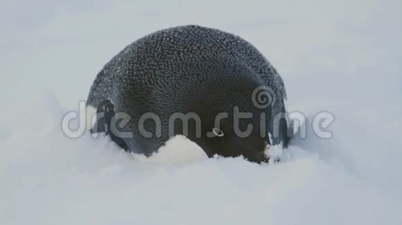 躺在雪地上的阿德利企鹅视频的预览图
