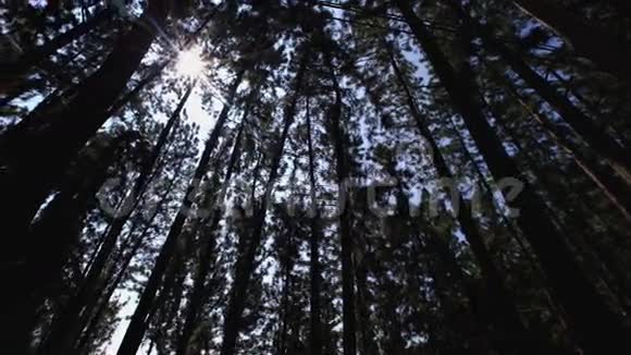 斯里兰卡2016年森林视频的预览图