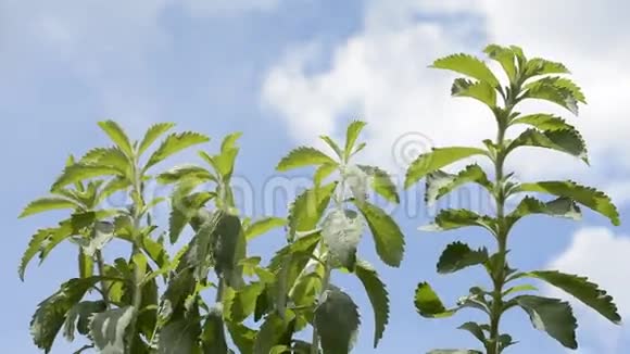 甜叶植物视频的预览图