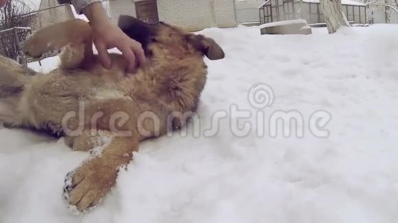 慢动作美丽的德国牧羊犬躺在雪地里视频的预览图