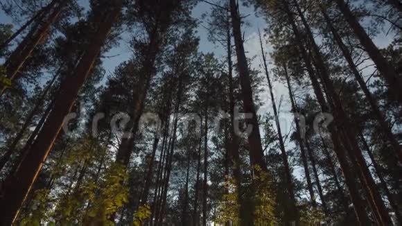 夏季松林日落视频的预览图