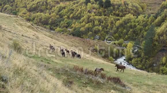 在乌什巴山脚下放牧的马靠近古里关格鲁吉亚的斯瓦尼地区欧洲高加索高清视频视频的预览图