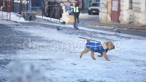 雪中跑狗夹克视频的预览图