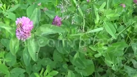 三叶草在夏天的田野里开花三叶草培养基全景视频的预览图
