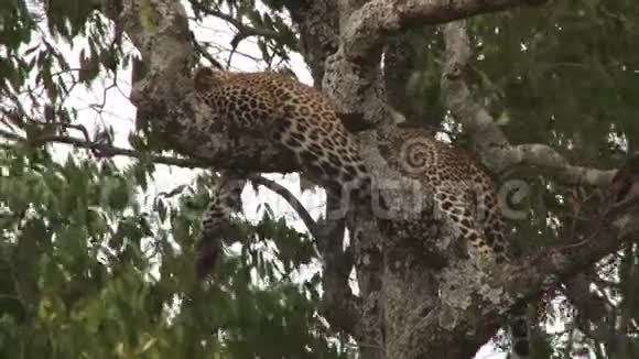 豹在树枝上休息视频的预览图