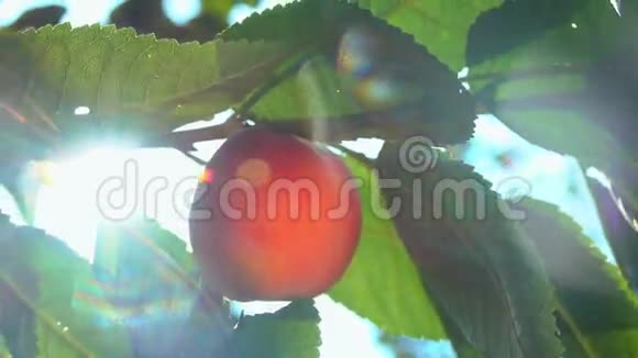 阳光下树枝上的桃子视频的预览图