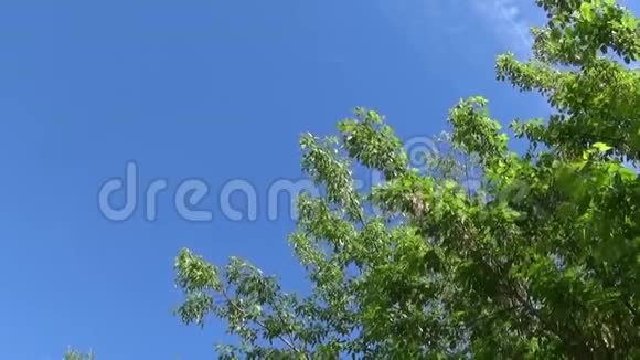 灰树花和水果在蓝天背景下风中的弗罗西纳斯树分支录像高清拍摄视频的预览图