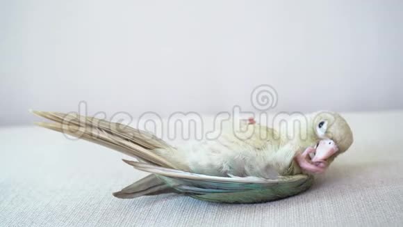 绿颊鹦鹉正在睡觉视频的预览图