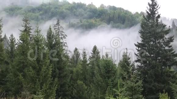 针叶林中的薄雾视频的预览图