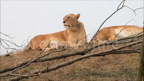 雌狮子在山上休息视频的预览图