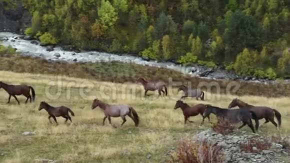 在乌什巴山脚下放牧的马靠近古里关格鲁吉亚的斯瓦尼地区欧洲高加索高清视频视频的预览图