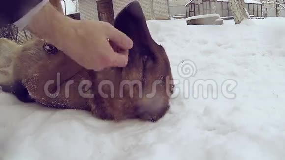 慢动作滑稽的德国牧羊犬躺在雪地里视频的预览图