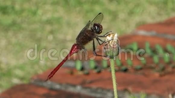 一只蜻蜓紧贴着加勒比海的一朵花视频的预览图