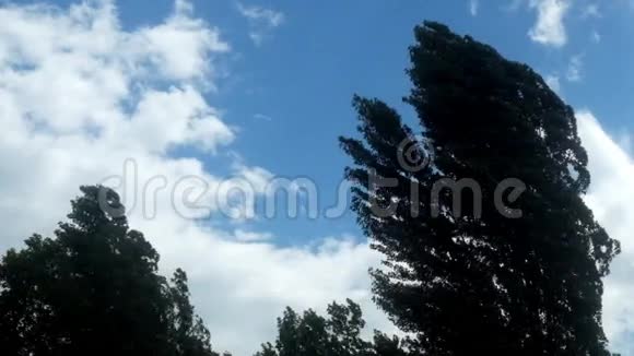 天空中的树木和缓慢的云彩视频的预览图