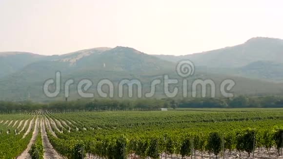 葡萄胜地乡村景观带山背带的丘陵背景视频的预览图