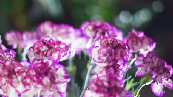 特写花束在光线的照射下旋转花的组成由明亮的紫色土耳其色组成视频的预览图