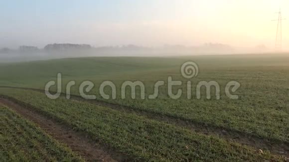 晨雾和日出的田野和鸟鸣视频的预览图