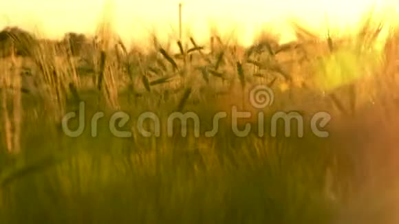 日落或日出时的小麦或大麦视频的预览图