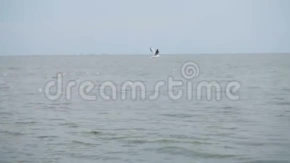 海鸥飞过波浪状的海湾视频的预览图