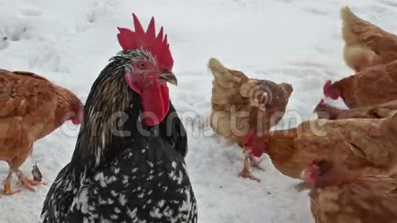 愤怒的公鸡在下雪的冬天守护母鸡在有机农场附近视频的预览图