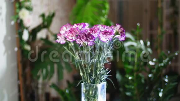 花束在光线的照射下旋转着由鲜艳紫色的土耳其石竹组成在视频的预览图