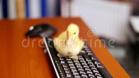 特写一只小黄鸭正安详地坐在电脑键盘上在它和桌面上漫步视频的预览图