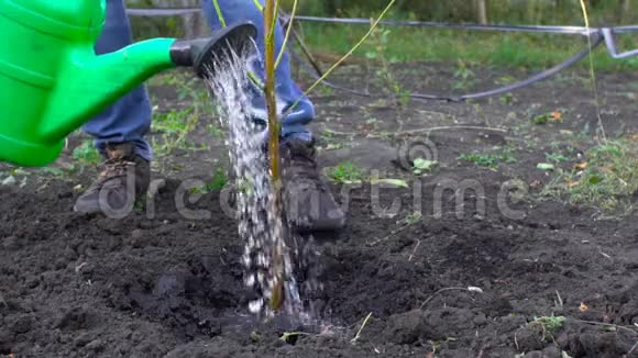 农夫慢吞吞地在花园里浇新树视频的预览图