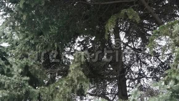 喜鹊在松树上飞翔视频的预览图