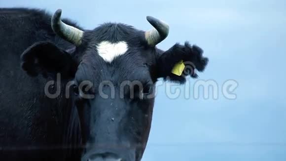 奶场牛放牧荷斯坦牛脸在田里放牧奶牛视频的预览图