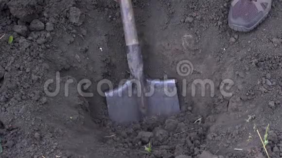 农夫挖了一个洞在花园里种树视频的预览图