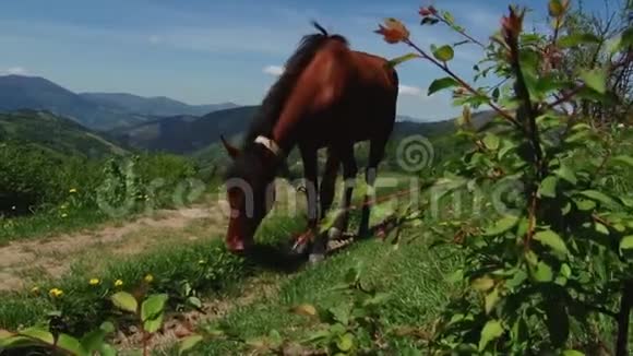 马吃新鲜的青草视频的预览图
