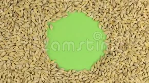 旋转的大麦颗粒躺在绿色屏幕上色度键视频的预览图