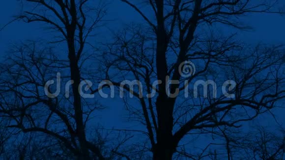 冬天的风夜树木视频的预览图