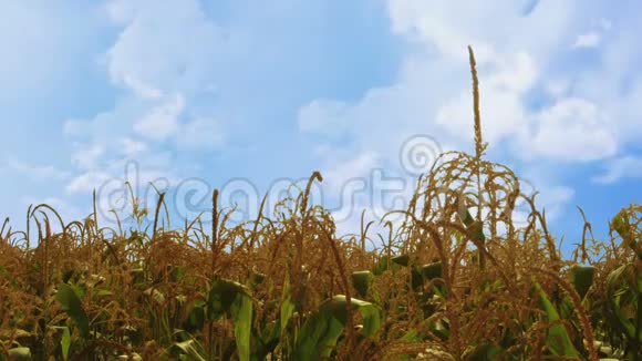 蓝色天空中白云移动的玉米田电影视频的预览图