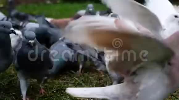 野生鸽子在一个城市的花园里觅食视频的预览图
