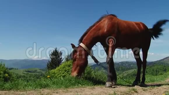 马吃新鲜的青草视频的预览图