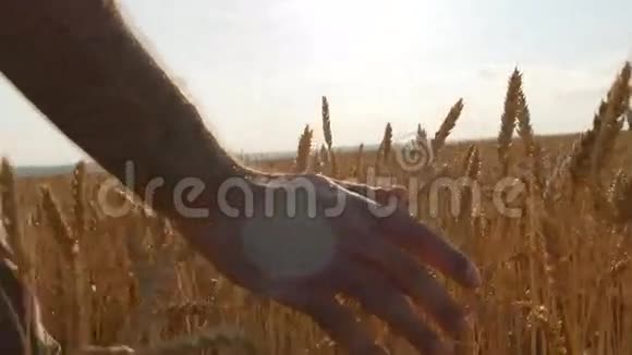 雄性的手在田里移动着小麦熟粮田和人手触麦夏田男子视频的预览图