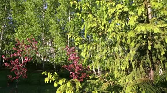 青枝杉树径道春时节找到摄像头了常绿树和针叶视频的预览图