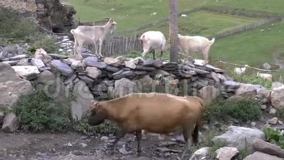 山村的奶牛和山羊视频的预览图
