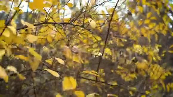 黄叶在风中视频的预览图