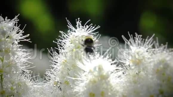在晴天大黄蜂在一朵花上采蜜视频的预览图