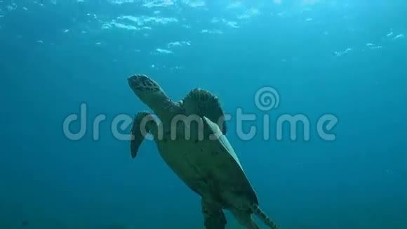 龟游到水面视频的预览图