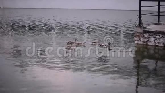在阳光明媚的日子里野鸭在湖水中欢快地游动视频的预览图