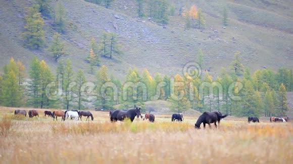 一群马在田野里放牧山在背景上放牧视频的预览图