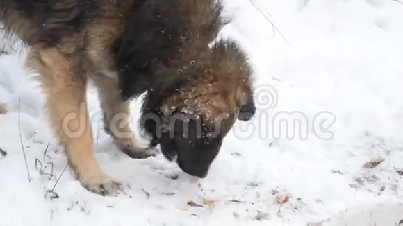 饥饿的狗在冬天吃雪视频的预览图