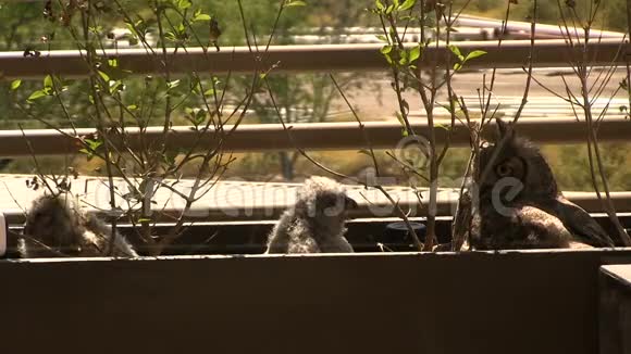 猫头鹰妈妈和猫头鹰睡在亚利桑那州的阳台上视频的预览图