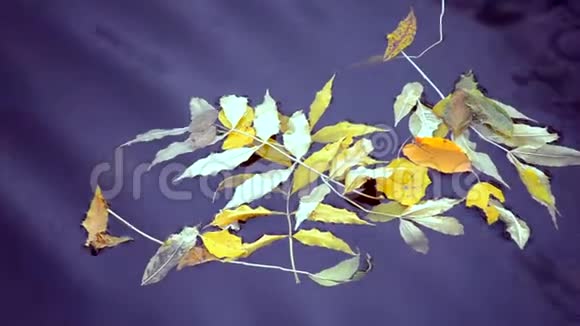 落叶在水面上视频的预览图